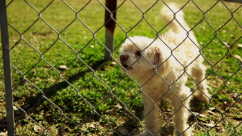 Bikes vs Cars (2015) download