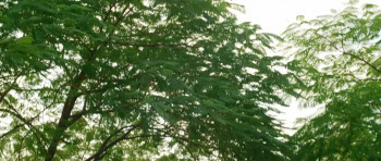 Bill Burr: Let It Go (2010) download