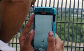 Bird (2024) download