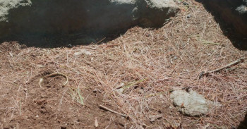 Birder (2023) download