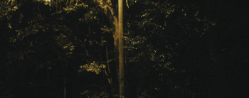 Birds at Night (2023) download