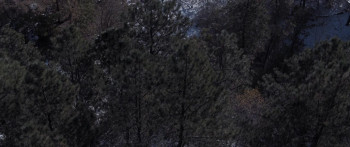 Black Wood (2022) download