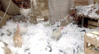 Boris and Natasha (1991) download