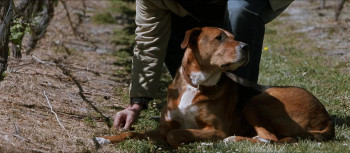 Bride Flight (2008) download