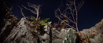 Buddha's Palm (1982) download