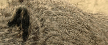 Burning Days (2022) download