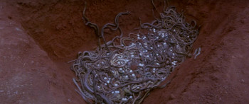 Calamity of Snakes (1982) download