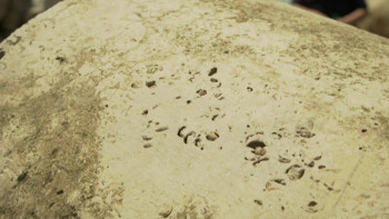 Captain Abu Raed (2007) download