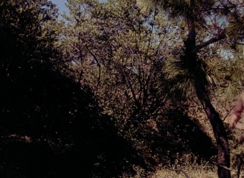 Captain from Castile (1947) download