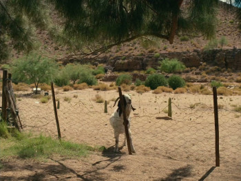 Carissa (2024) download