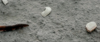 Cel ales (2015) download