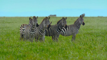 Cheetahs Up Close with Bertie Gregory (2026) download