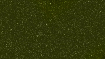 Cinco De Mayo (2013) download