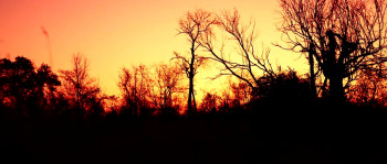 Cocaine Cougar (2023) download