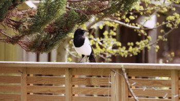 Confessions of a Female Serial Killer (2025) download