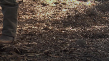 Cop Dog (2008) download