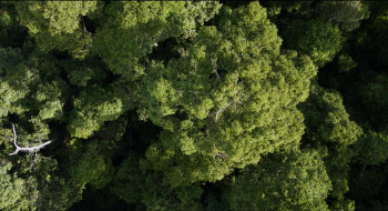 David Attenborough: A Life on Our Planet (2020) download