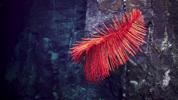 Deep Rising (2023) download