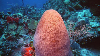 Deep Sea (2006) download