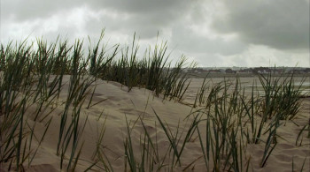 Desire (2011) download