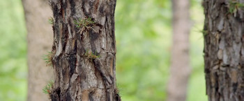 Detective K: Secret of the Lost Island (2015) download