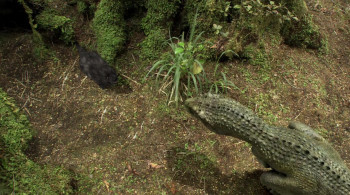 Dino King (2012) download