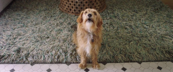 Dog Days (2018) download