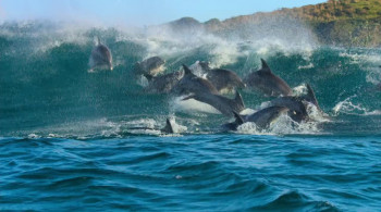 Dolphin Reef (2018) download