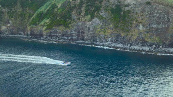 Dolphins Up Close with Bertie Gregory (2025) download