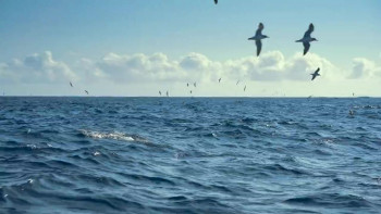 Dolphins Up Close with Bertie Gregory (2025) download