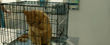 Dubbel zes (2025) download