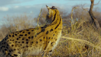 Earth: One Amazing Day (2017) download