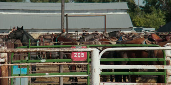 East of Wall (2025) download