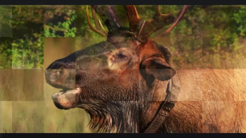 Elk Country (2025) download