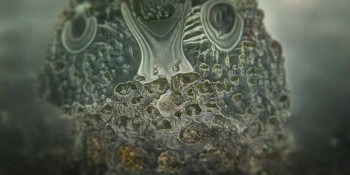 Else (2024) download