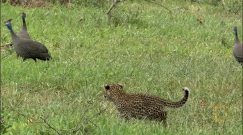 Eye of the Leopard (2006) download