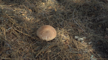 Fateful Findings (2012) download