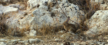 Fireworks (2023) download