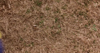 Funky Forest: The First Contact (2005) download