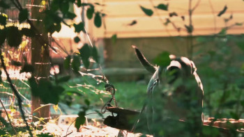 Grace by Night (2024) download