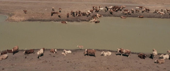 Growing Happiness (2024) download