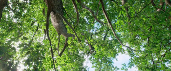 Heart of an Oak (2022) download