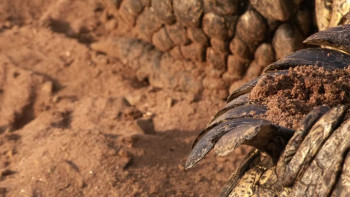 Hippo vs Croc (2014) download