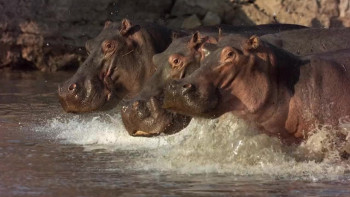 Hippo vs Croc (2014) download