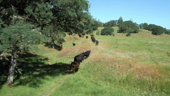 Holly Near: Singing For Our Lives (2018) download