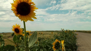 Holy Man: The USA vs Douglas White (2011) download