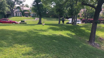 Honk (2022) download