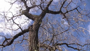 Horn from the Heart: The Paul Butterfield Story (2017) download