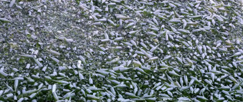 Icare, ou la mesure des choses (2021) download