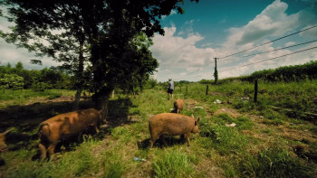 Ireland (2022) download